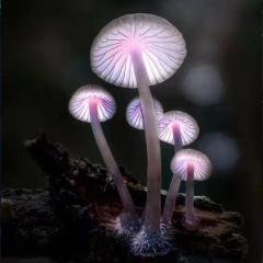 led户外发光蘑菇灯庭院园林景观灯户外防水草坪灯亮化工程装饰灯 单个透明蘑菇10cm